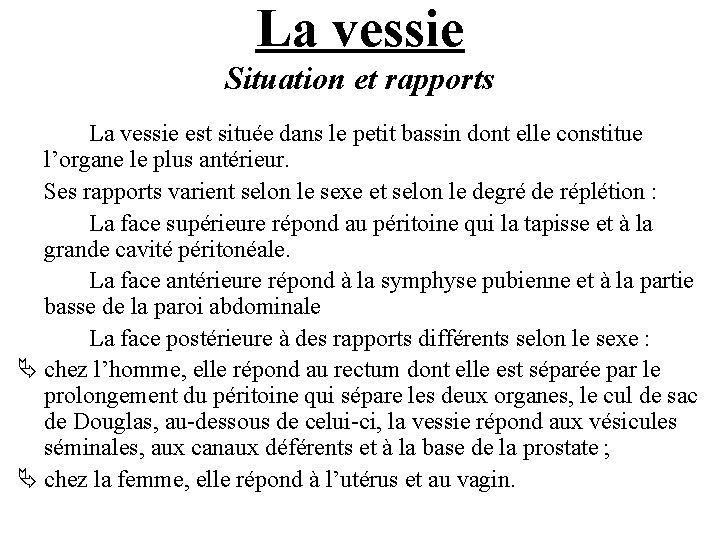 La vessie Situation et rapports La vessie est située dans le petit bassin dont