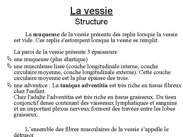 La vessie Structure La muqueuse de la vessie présente des replis lorsque la vessie