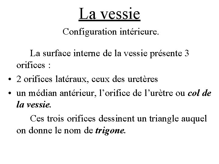 La vessie Configuration intérieure. La surface interne de la vessie présente 3 orifices :