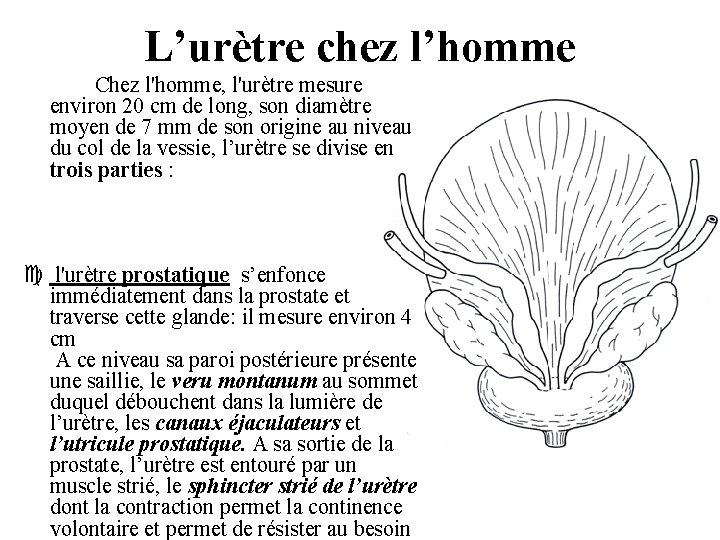 L’urètre chez l’homme Chez l'homme, l'urètre mesure environ 20 cm de long, son diamètre