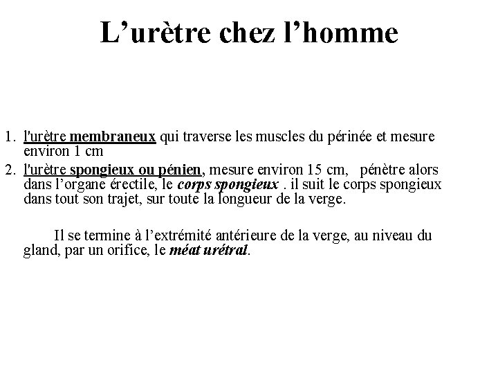 L’urètre chez l’homme 1. l'urètre membraneux qui traverse les muscles du périnée et mesure