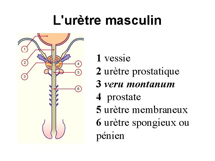 L'urètre masculin 1 vessie 2 urètre prostatique 3 veru montanum 4 prostate 5 urètre