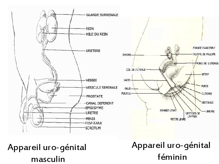 Appareil uro-génital masculin Appareil uro-génital féminin 