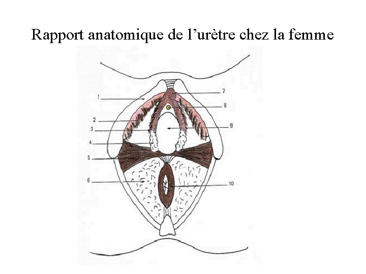 Rapport anatomique de l’urètre chez la femme 