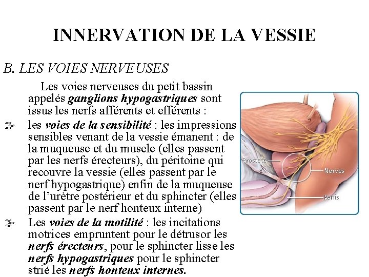 INNERVATION DE LA VESSIE B. LES VOIES NERVEUSES Les voies nerveuses du petit bassin