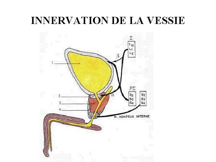 INNERVATION DE LA VESSIE 