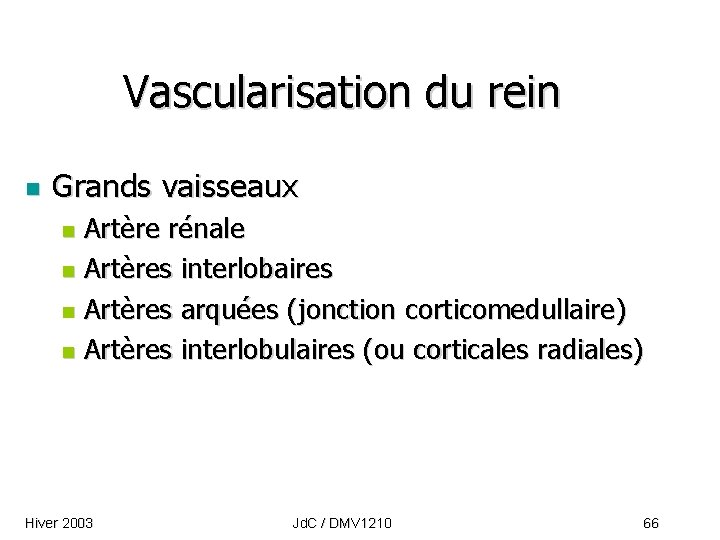 Vascularisation du rein n Grands vaisseaux Artère rénale n Artères interlobaires n Artères arquées