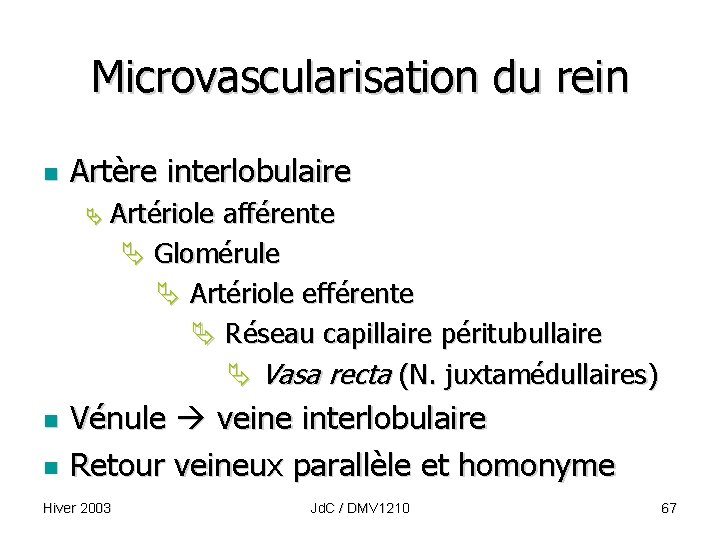 Microvascularisation du rein n Artère interlobulaire n n Artériole afférente Glomérule Artériole efférente Réseau