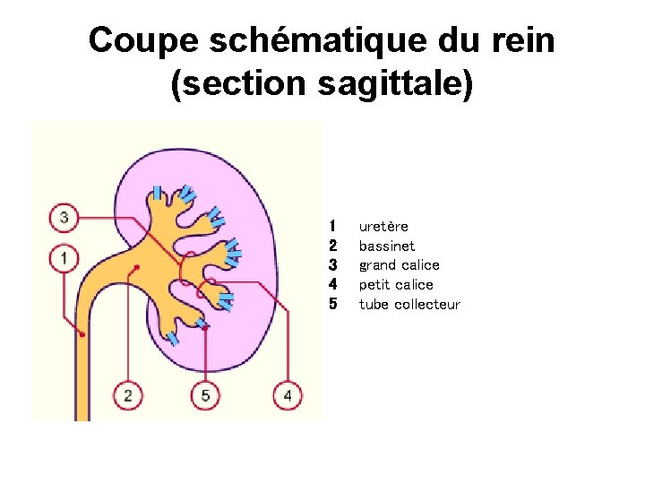 Coupe schématique du rein (section sagittale) 1 2 3 4 5 uretère bassinet grand