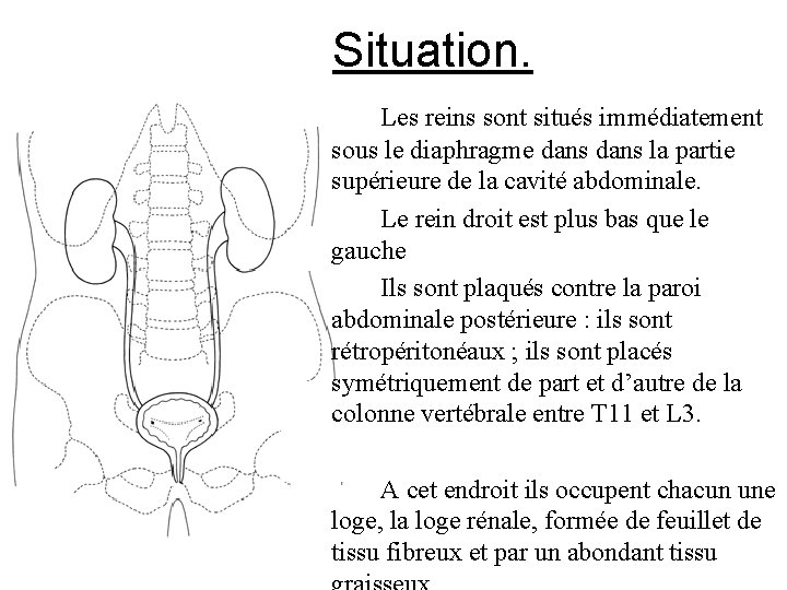 Situation. Les reins sont situés immédiatement sous le diaphragme dans la partie supérieure de