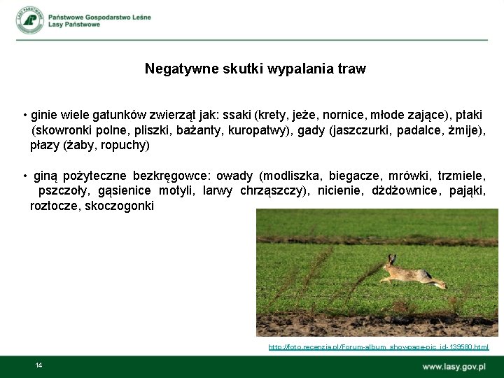 Negatywne skutki wypalania traw • ginie wiele gatunków zwierząt jak: ssaki (krety, jeże, nornice,