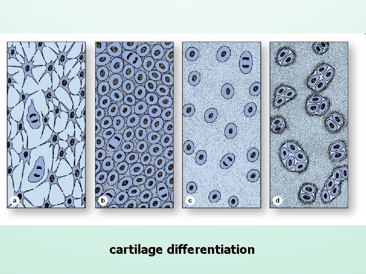 cartilage differentiation 