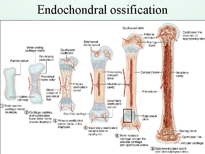 Endochondral ossification 