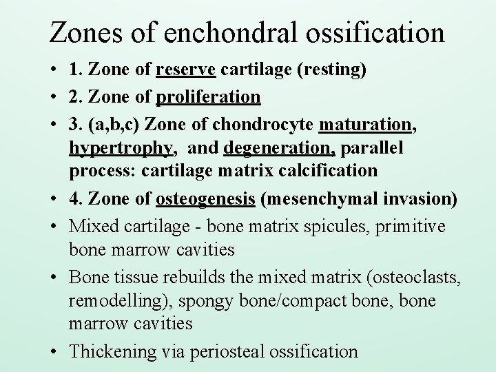 Zones of enchondral ossification • 1. Zone of reserve cartilage (resting) • 2. Zone