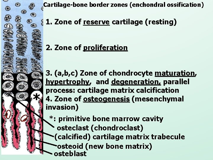 Cartilage-bone border zones (enchondral ossification) 1. Zone of reserve cartilage (resting) 2. Zone of