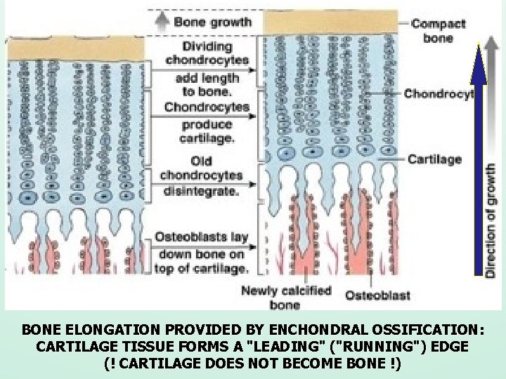 BONE ELONGATION PROVIDED BY ENCHONDRAL OSSIFICATION: CARTILAGE TISSUE FORMS A "LEADING" ("RUNNING") EDGE (!