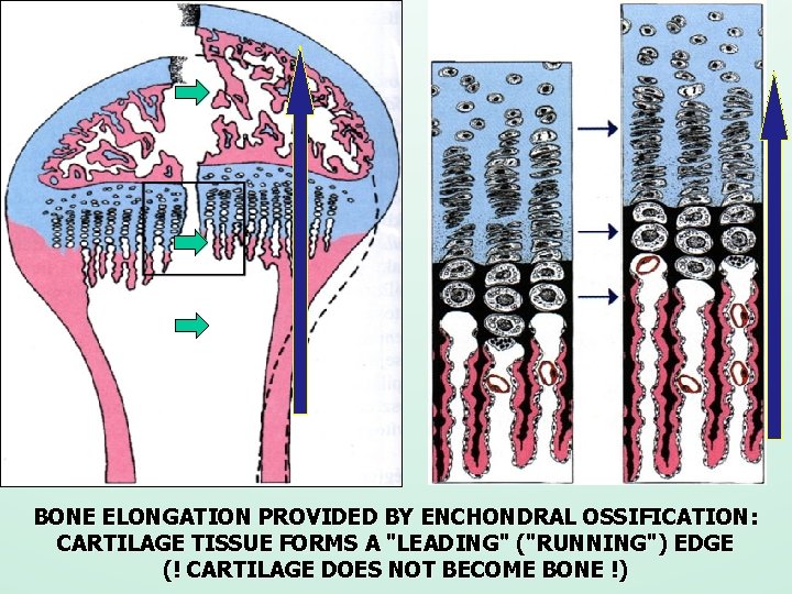 BONE ELONGATION PROVIDED BY ENCHONDRAL OSSIFICATION: CARTILAGE TISSUE FORMS A "LEADING" ("RUNNING") EDGE (!