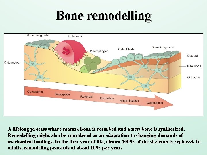 Bone remodelling A lifelong process where mature bone is resorbed and a new bone