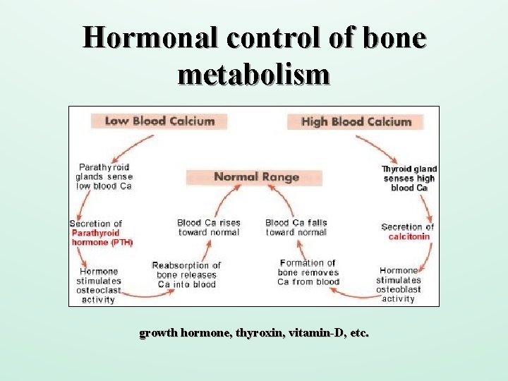 Hormonal control of bone metabolism growth hormone, thyroxin, vitamin-D, etc. 