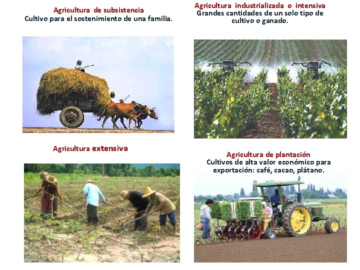 Agricultura de subsistencia Cultivo para el sostenimiento de una familia. Agricultura extensiva Agricultura industrializada