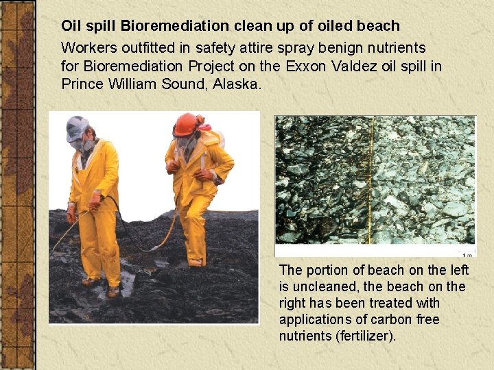 Oil spill Bioremediation clean up of oiled beach Workers outfitted in safety attire spray