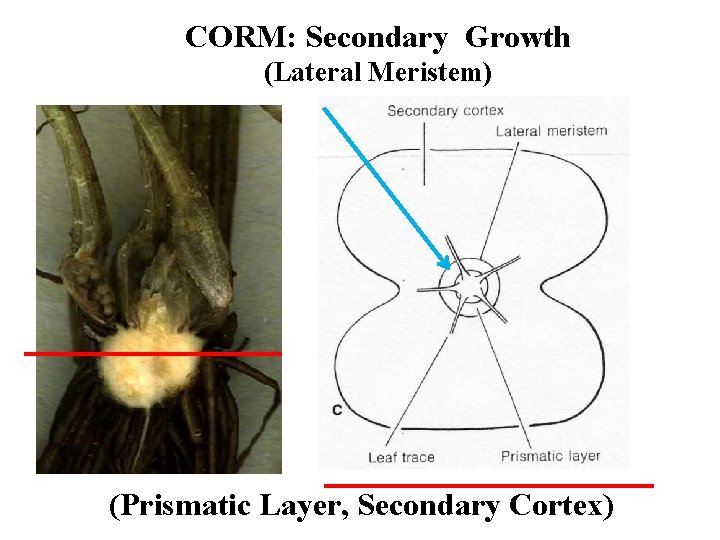 CORM: Secondary Growth (Lateral Meristem) (Prismatic Layer, Secondary Cortex) 