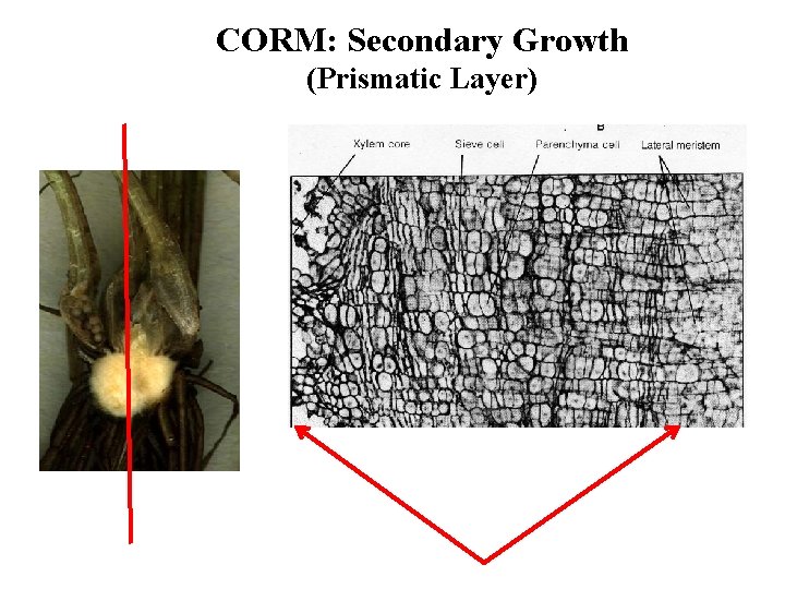 CORM: Secondary Growth (Prismatic Layer) 