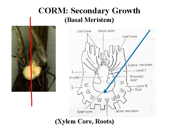 CORM: Secondary Growth (Basal Meristem) (Xylem Core, Roots) 