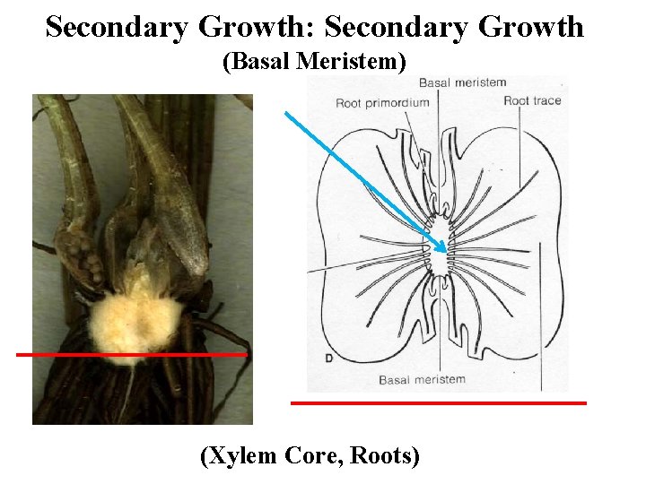Secondary Growth: Secondary Growth (Basal Meristem) (Xylem Core, Roots) 