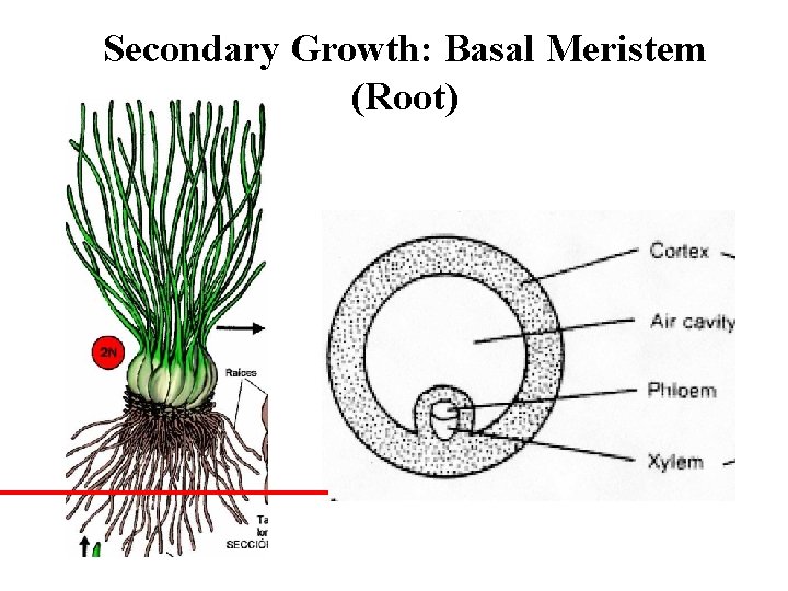 Secondary Growth: Basal Meristem (Root) 
