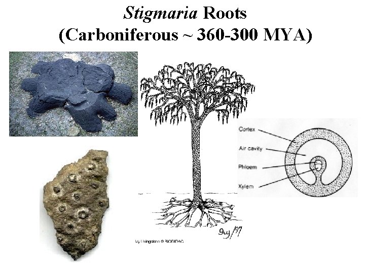 Stigmaria Roots (Carboniferous ~ 360 -300 MYA) 