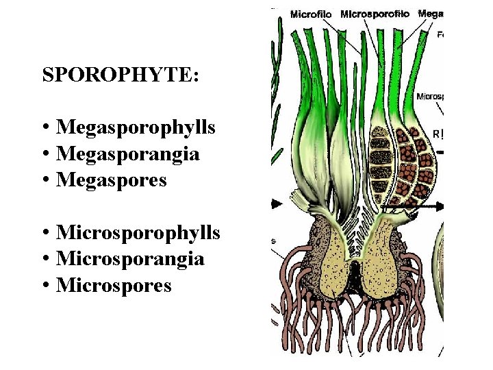SPOROPHYTE: • Megasporophylls • Megasporangia • Megaspores • Microsporophylls • Microsporangia • Microspores 