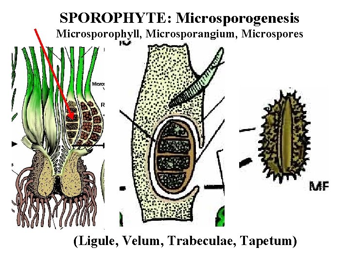 SPOROPHYTE: Microsporogenesis Microsporophyll, Microsporangium, Microspores (Ligule, Velum, Trabeculae, Tapetum) 