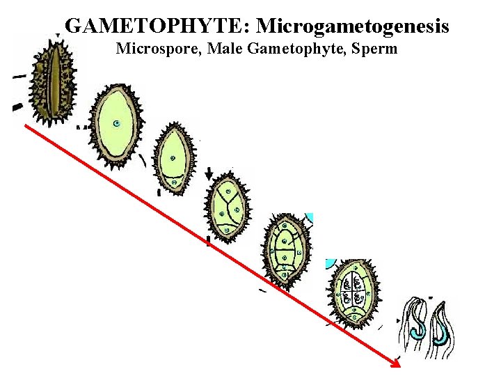 GAMETOPHYTE: Microgametogenesis Microspore, Male Gametophyte, Sperm 