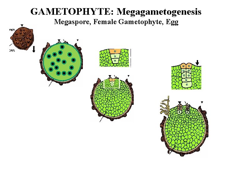 GAMETOPHYTE: Megagametogenesis Megaspore, Female Gametophyte, Egg 