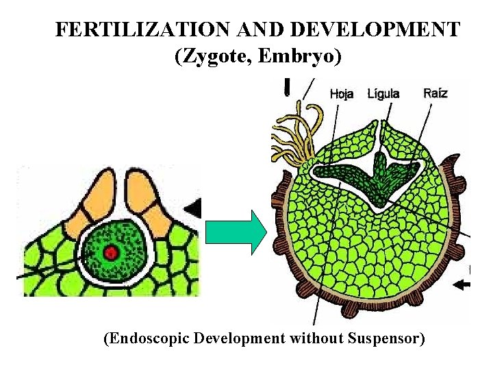FERTILIZATION AND DEVELOPMENT (Zygote, Embryo) (Endoscopic Development without Suspensor) 