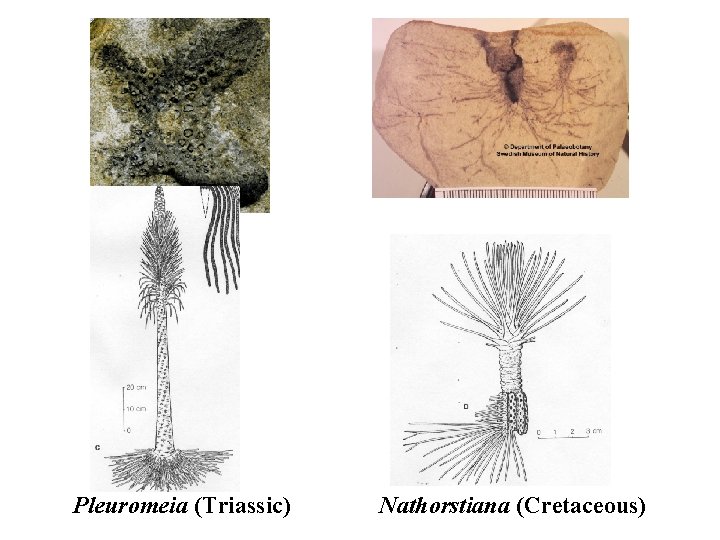 Pleuromeia (Triassic) Nathorstiana (Cretaceous) 