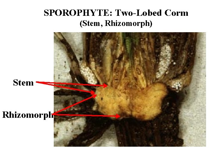 SPOROPHYTE: Two-Lobed Corm (Stem, Rhizomorph) Stem Rhizomorph 