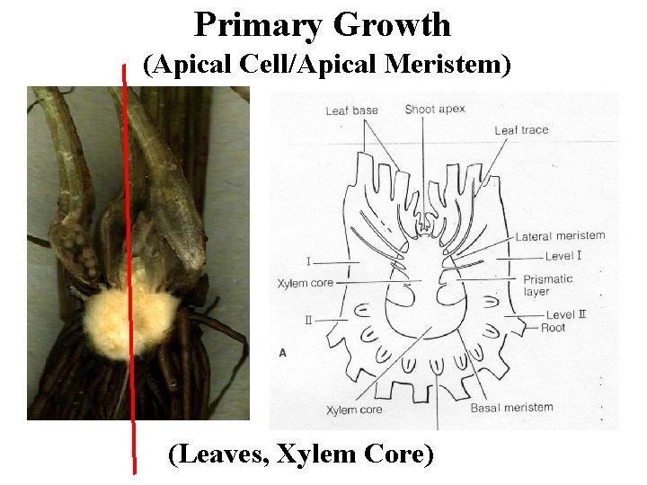 Primary Growth (Apical Cell/Apical Meristem) (Leaves, Xylem Core) 