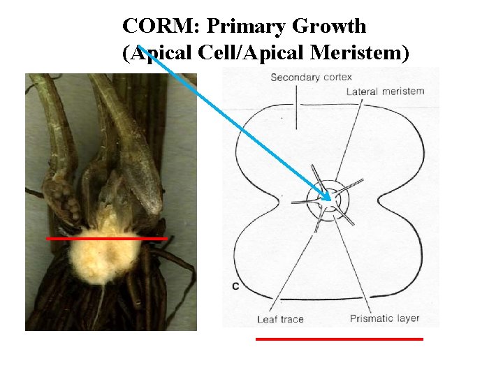 CORM: Primary Growth (Apical Cell/Apical Meristem) 