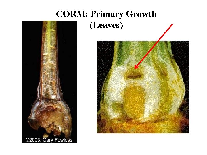 CORM: Primary Growth (Leaves) 