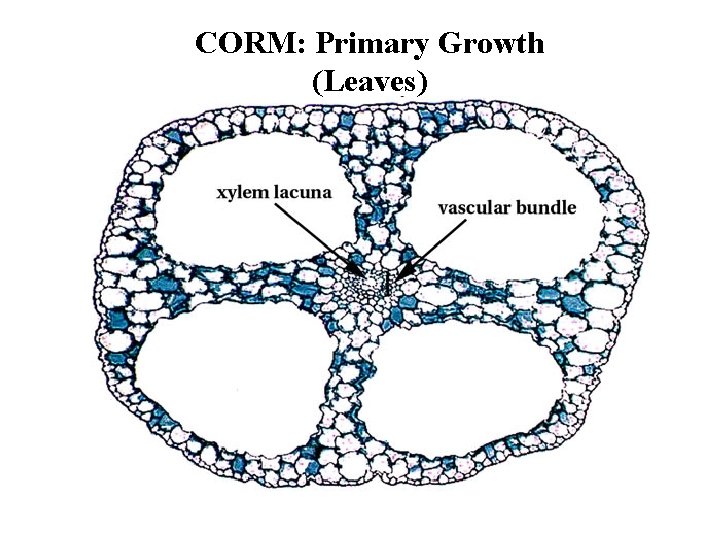 CORM: Primary Growth (Leaves) 