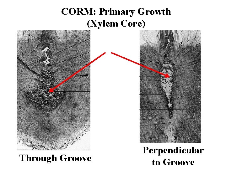 CORM: Primary Growth (Xylem Core) Through Groove Perpendicular to Groove 
