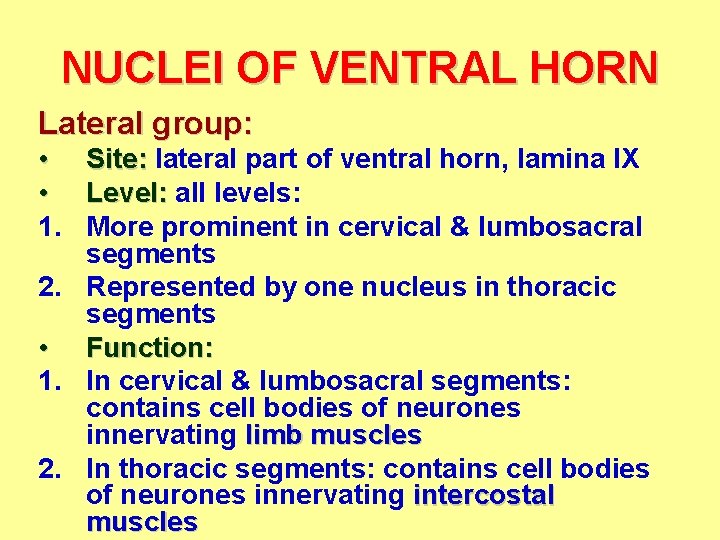 NUCLEI OF VENTRAL HORN Lateral group: • Site: lateral part of ventral horn, lamina