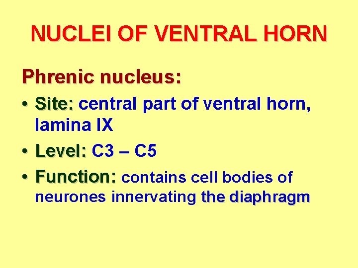NUCLEI OF VENTRAL HORN Phrenic nucleus: • Site: central part of ventral horn, lamina