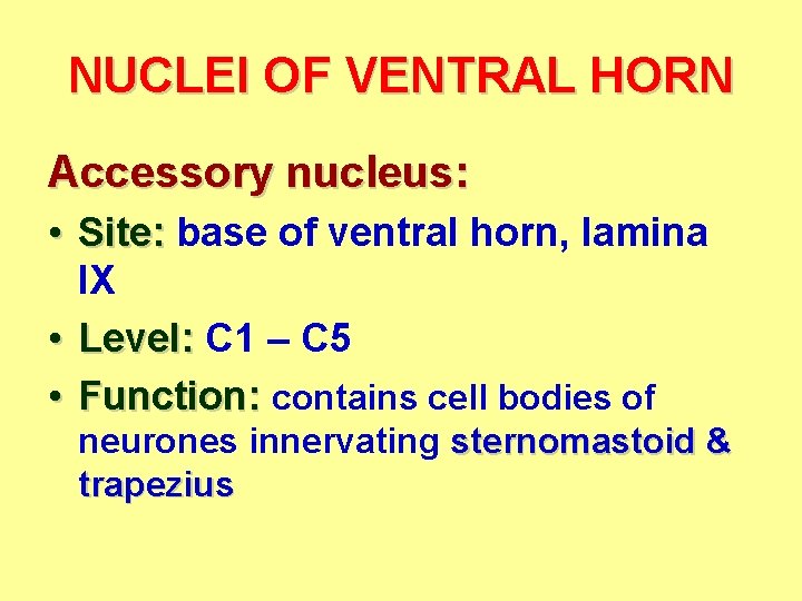 NUCLEI OF VENTRAL HORN Accessory nucleus: • Site: base of ventral horn, lamina IX