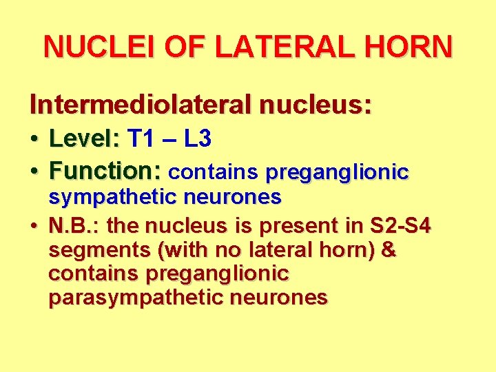 NUCLEI OF LATERAL HORN Intermediolateral nucleus: • Level: T 1 – L 3 •