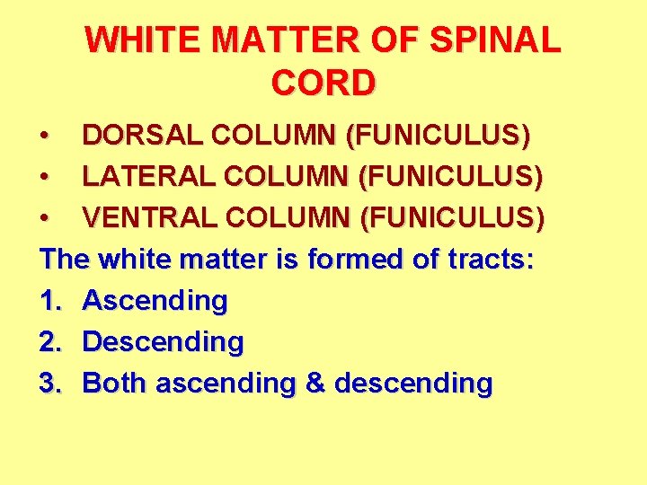 WHITE MATTER OF SPINAL CORD • DORSAL COLUMN (FUNICULUS) • LATERAL COLUMN (FUNICULUS) •