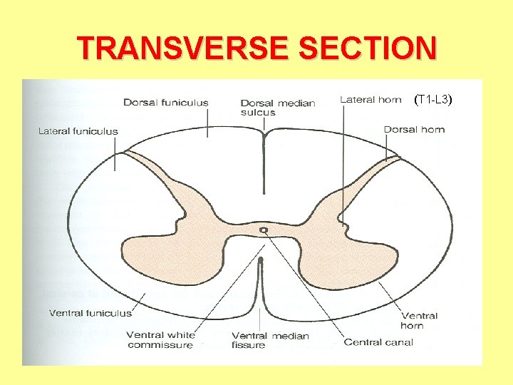 TRANSVERSE SECTION (T 1 -L 3) 