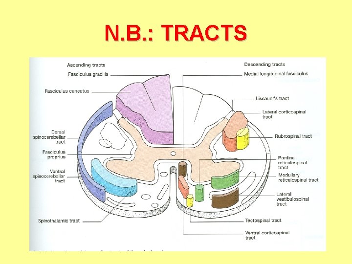 N. B. : TRACTS 